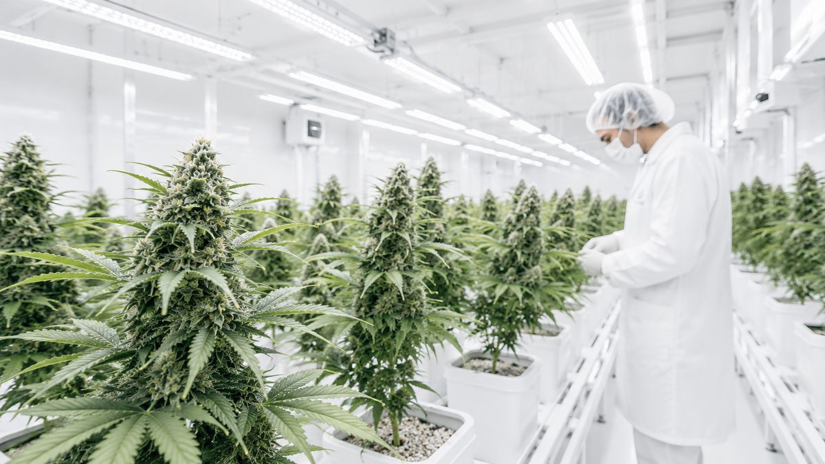 Grossiste CBD fournisseur Europe — laboratoire et culture cannabis conforme réglementation EU